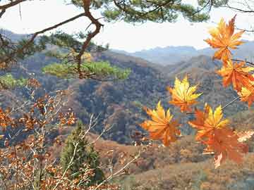 都市视野